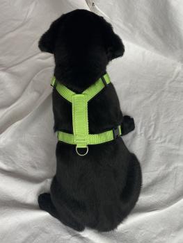 Preview: Welpengeschirr - beige/schwarz